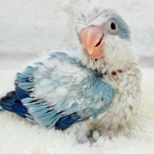 微笑みの天使🐣🪅オキナインコ(ブルーオパーリン) ヒナ