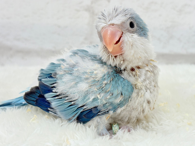 微笑みの天使🐣🪅オキナインコ(ブルーオパーリン) ヒナ