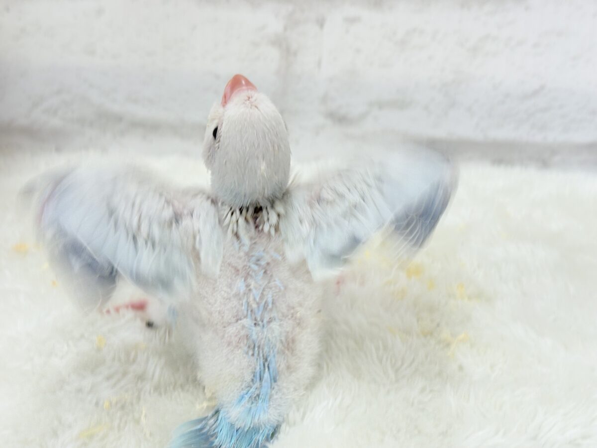 オキナインコ