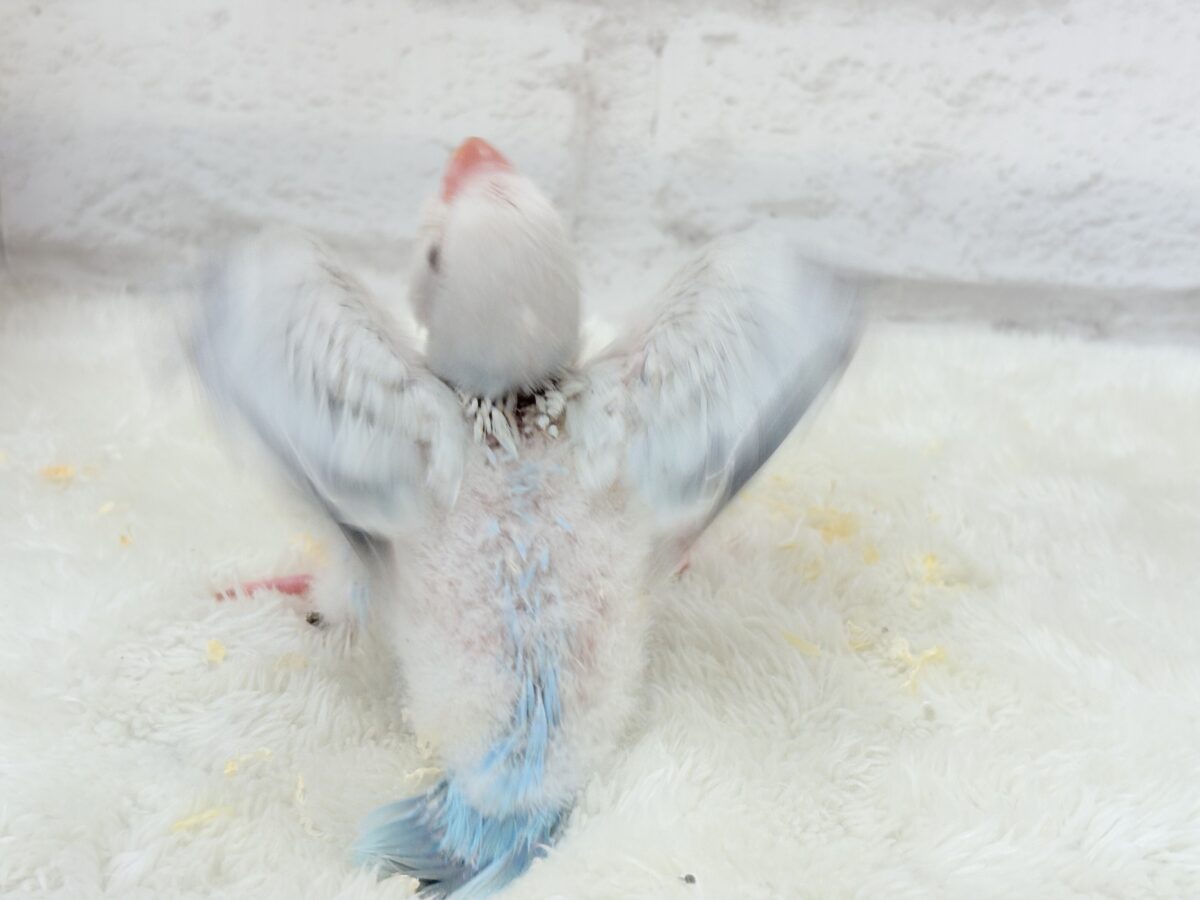 オキナインコ