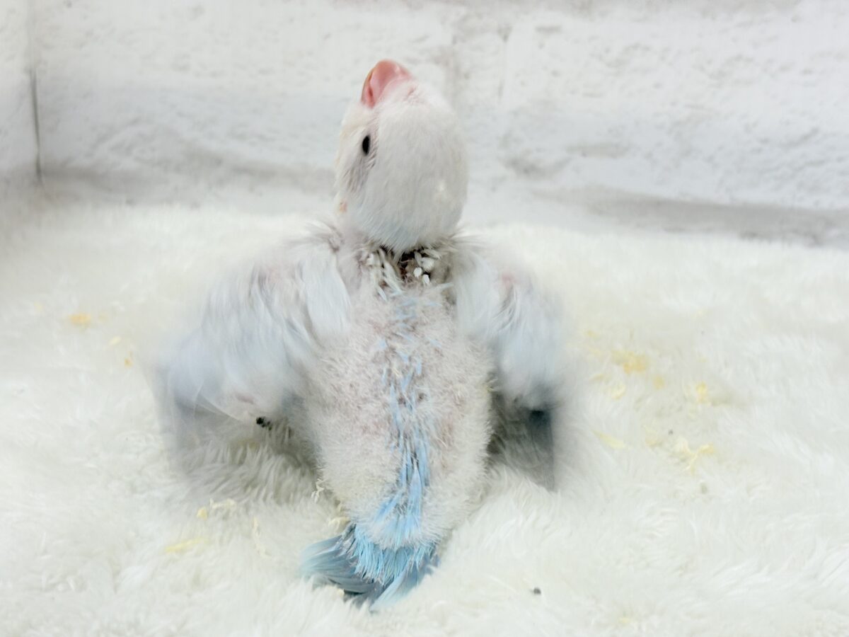 オキナインコ
