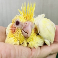 ドキドキ💓黄色の水玉模様だよ💛オカメインコのルチノーパール👑🫧