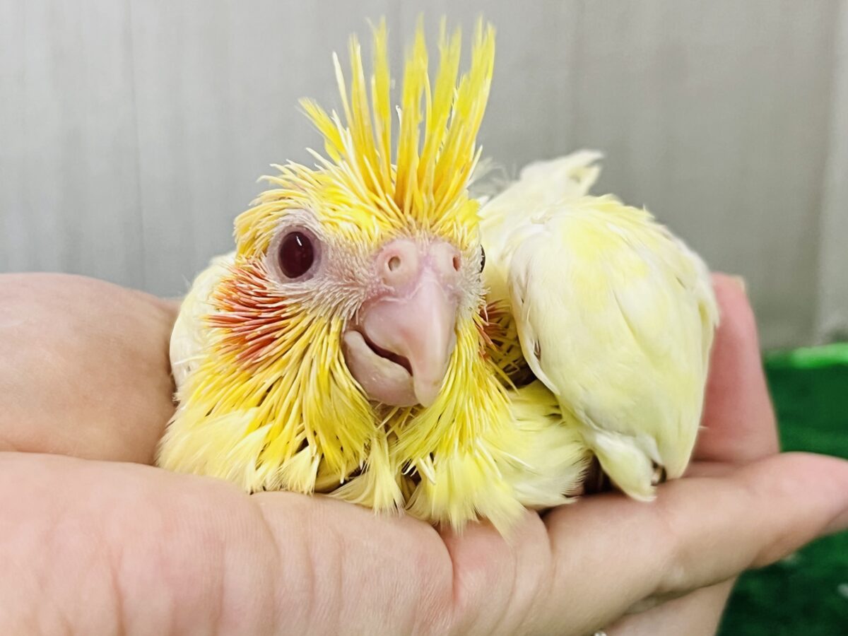 ドキドキ💓黄色の水玉模様だよ💛オカメインコのルチノーパール👑🫧 ドキドキ💓黄色の水玉模様だよ💛オカメインコのルチノーパール👑🫧