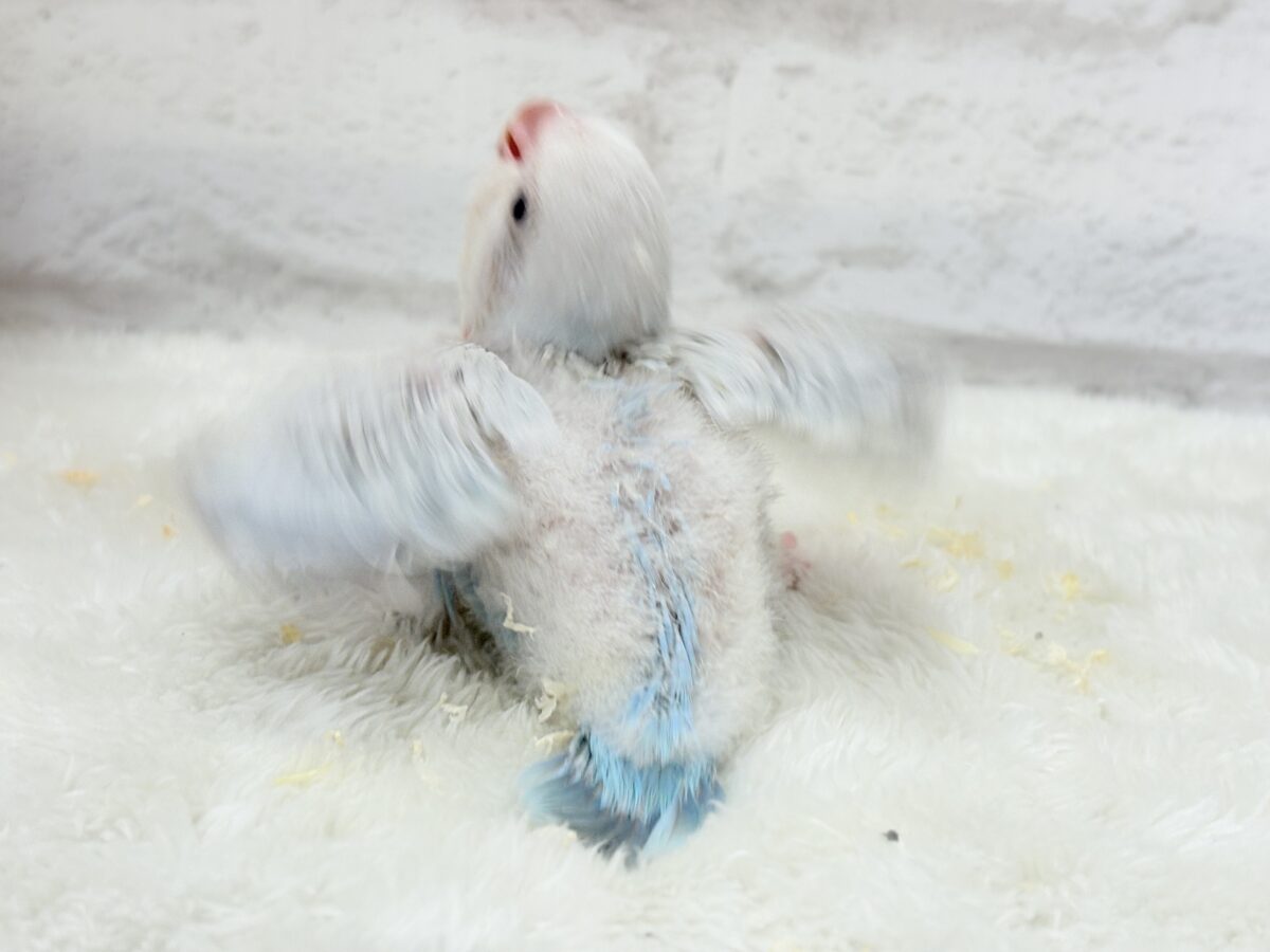止まることを知らないワキワキダンス((ʚ( ˙꒳˙)ɞ))オキナインコ(ブルーパリドオパーリン) ヒナ オキナインコ
