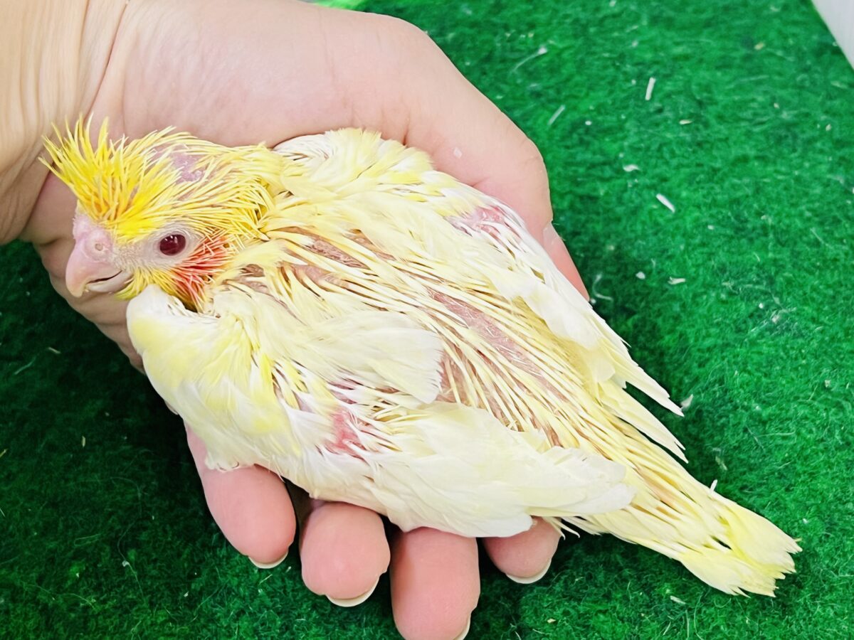 ドキドキ💓黄色の水玉模様だよ💛オカメインコのルチノーパール👑🫧 オカメインコ