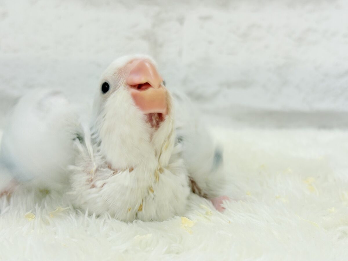オキナインコ