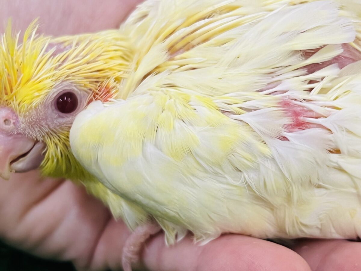 オカメインコ