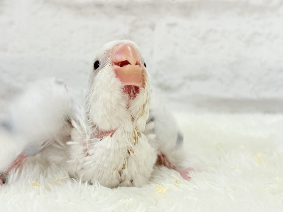 止まることを知らないワキワキダンス((ʚ( ˙꒳˙)ɞ))オキナインコ(ブルーパリドオパーリン) ヒナ オキナインコ
