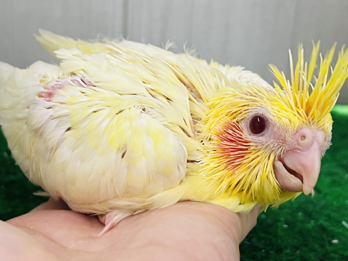 オカメインコ