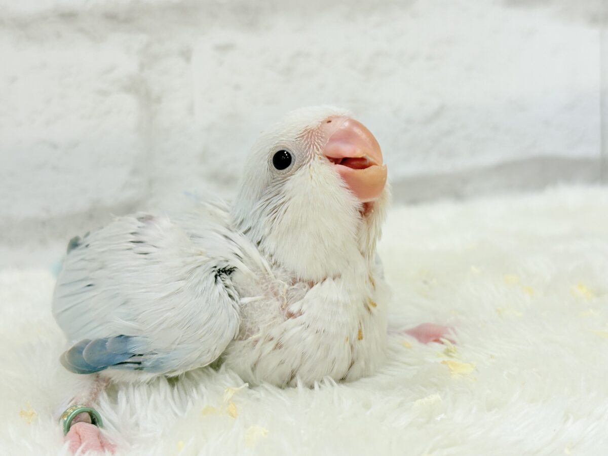 止まることを知らないワキワキダンス((ʚ( ˙꒳˙)ɞ))オキナインコ(ブルーパリドオパーリン) ヒナ オキナインコ