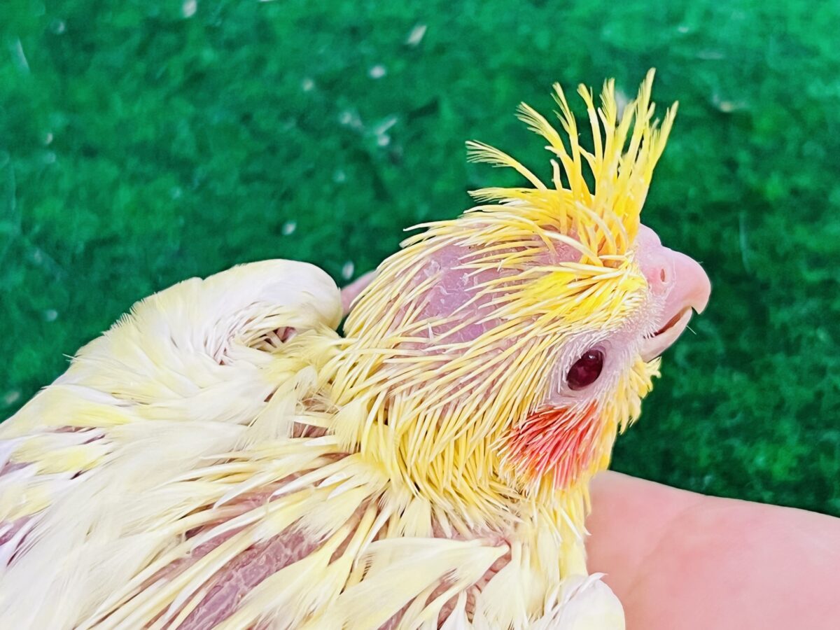 ドキドキ💓黄色の水玉模様だよ💛オカメインコのルチノーパール👑🫧 オカメインコ