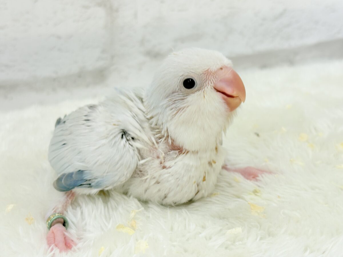オキナインコ