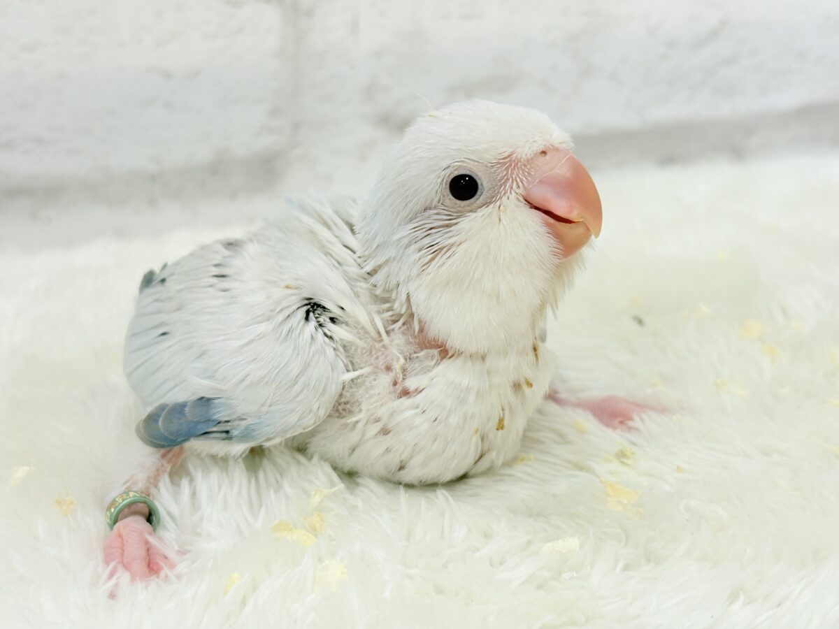 オキナインコ