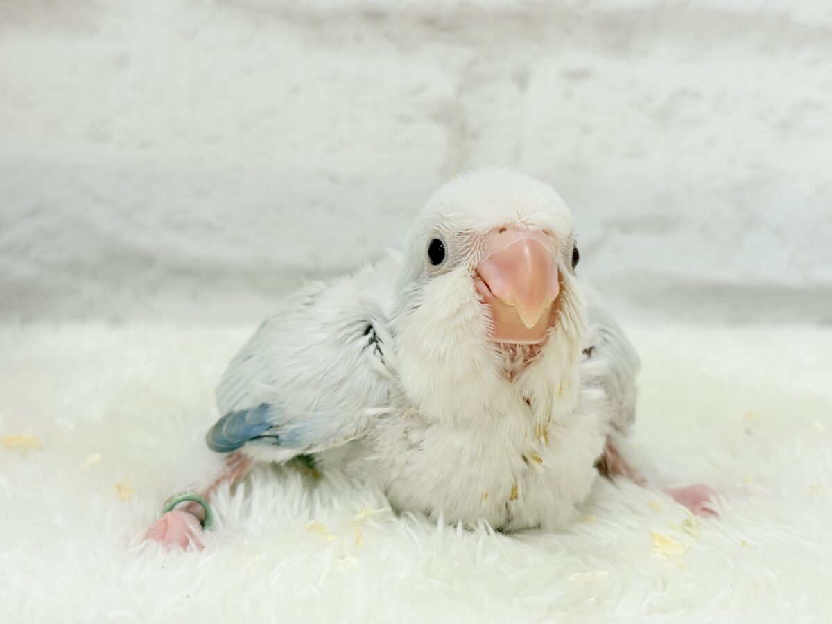 止まることを知らないワキワキダンス((ʚ( ˙꒳˙)ɞ))オキナインコ(ブルーパリドオパーリン) ヒナ オキナインコ