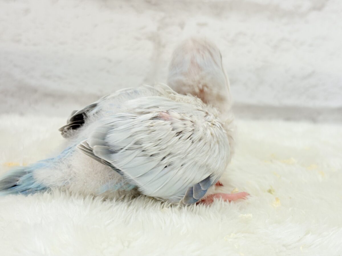 オキナインコ