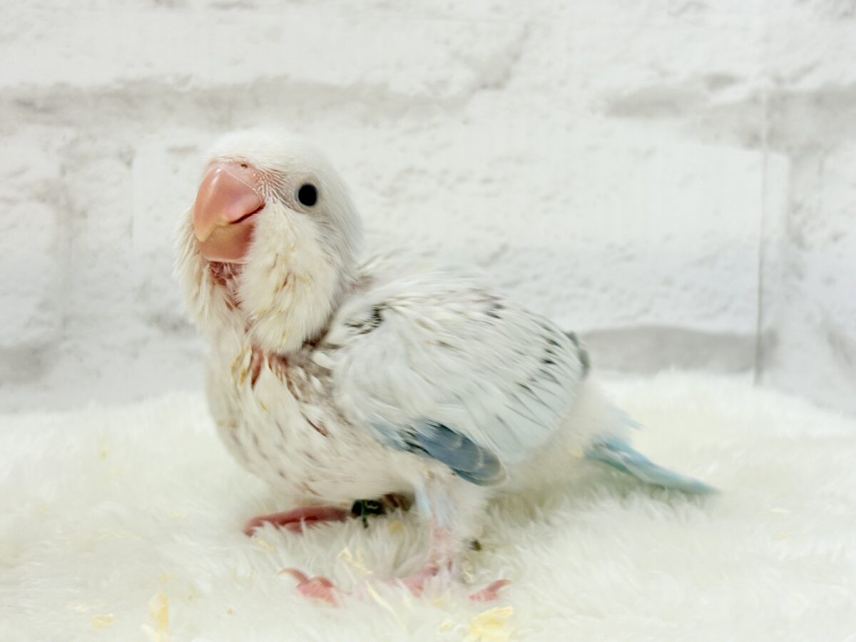 オキナインコ