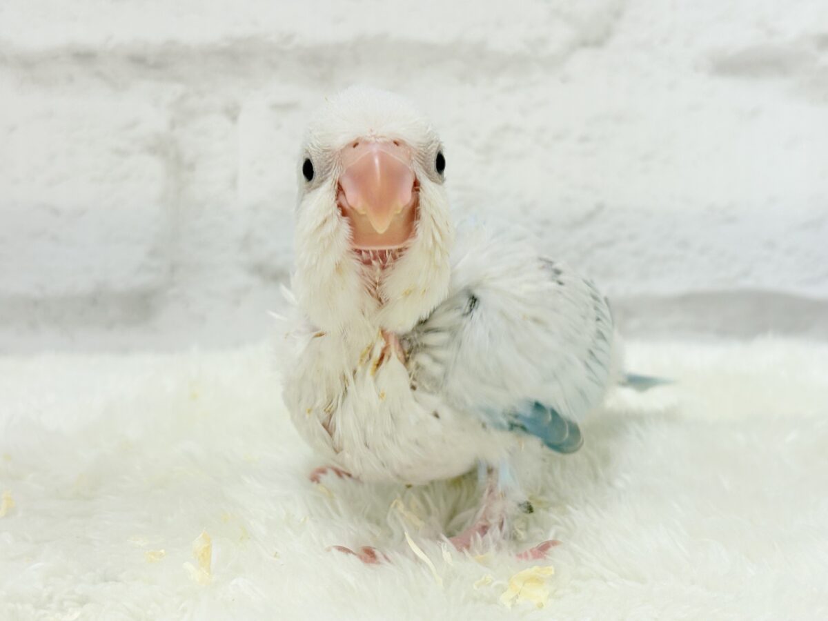 オキナインコ