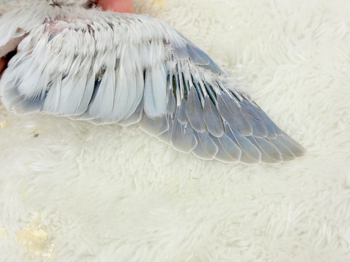 止まることを知らないワキワキダンス((ʚ( ˙꒳˙)ɞ))オキナインコ(ブルーパリドオパーリン) ヒナ オキナインコ