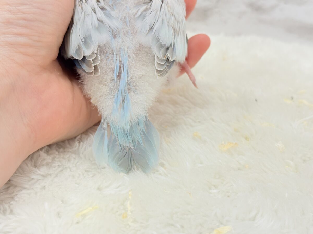 オキナインコ