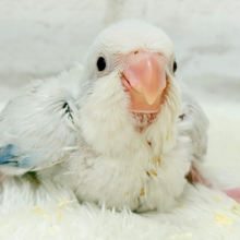 止まることを知らないワキワキダンス((ʚ( ˙꒳​˙)ɞ))オキナインコ(ブルーパリドオパーリン) ヒナ