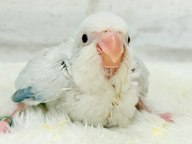 止まることを知らないワキワキダンス((ʚ( ˙꒳˙)ɞ))オキナインコ(ブルーパリドオパーリン) ヒナ 止まることを知らないワキワキダンス((ʚ( ˙꒳˙)ɞ))オキナインコ(ブルーパリドオパーリン) ヒナ