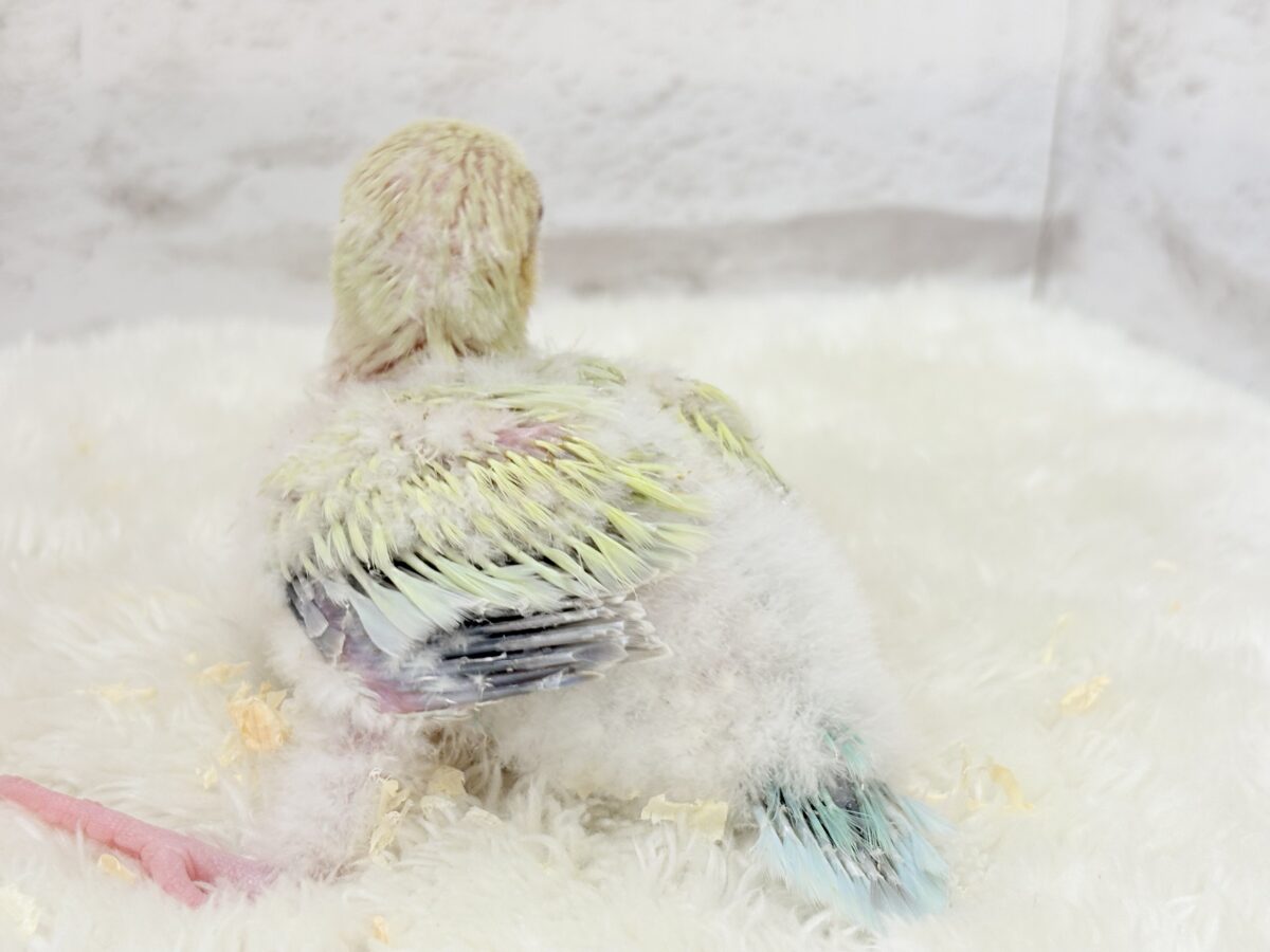 オキナインコ