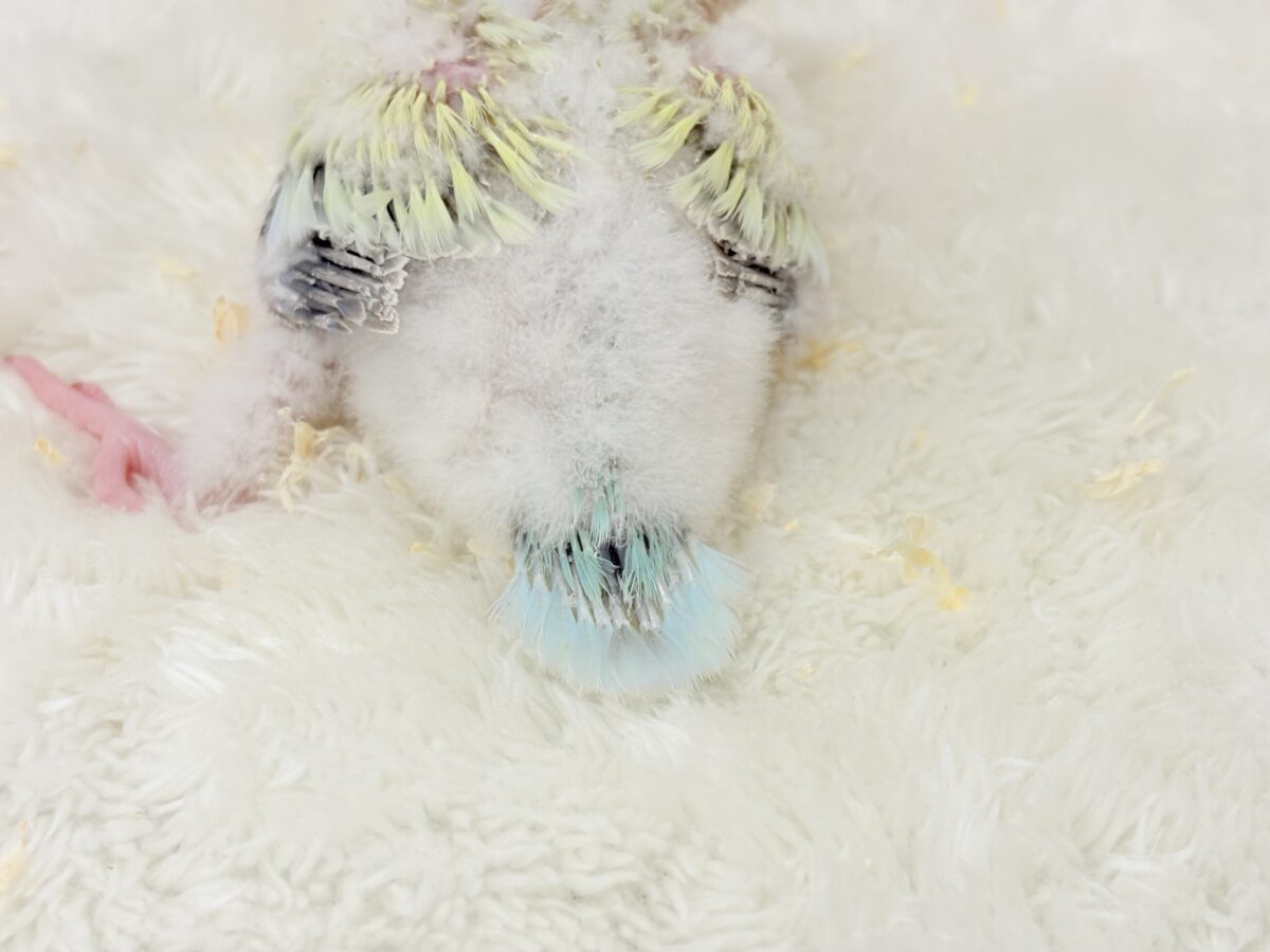 オキナインコ