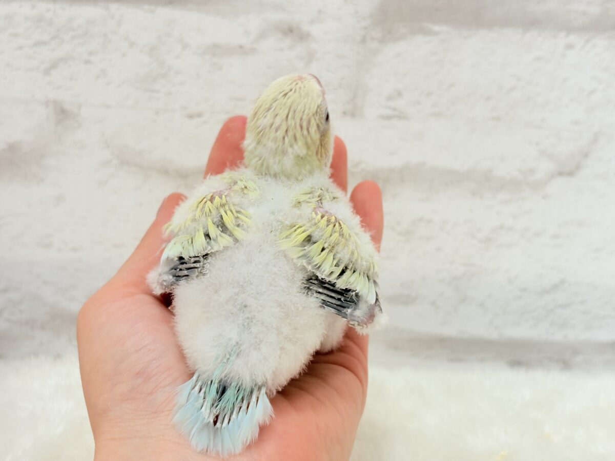 オキナインコ