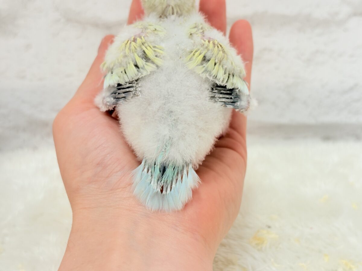 オキナインコ