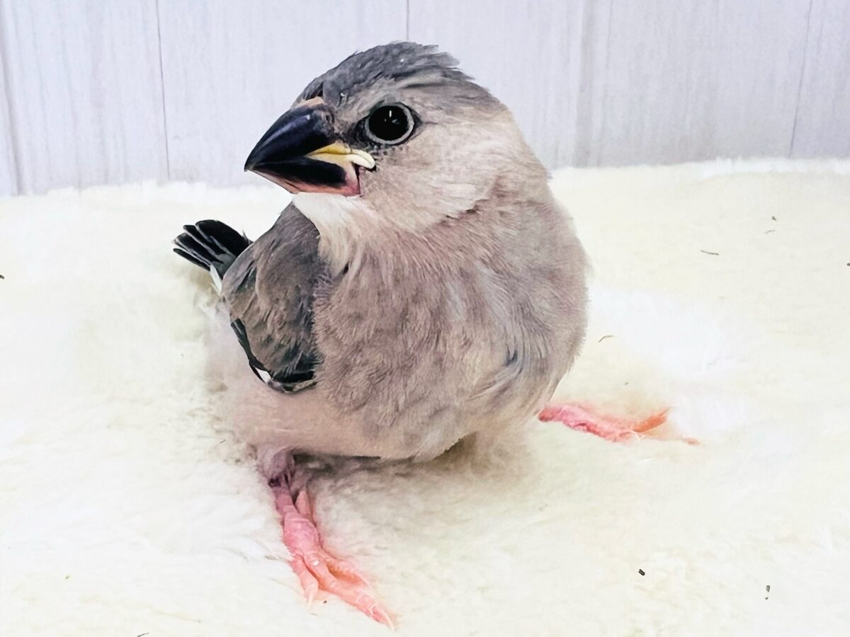 桜文鳥