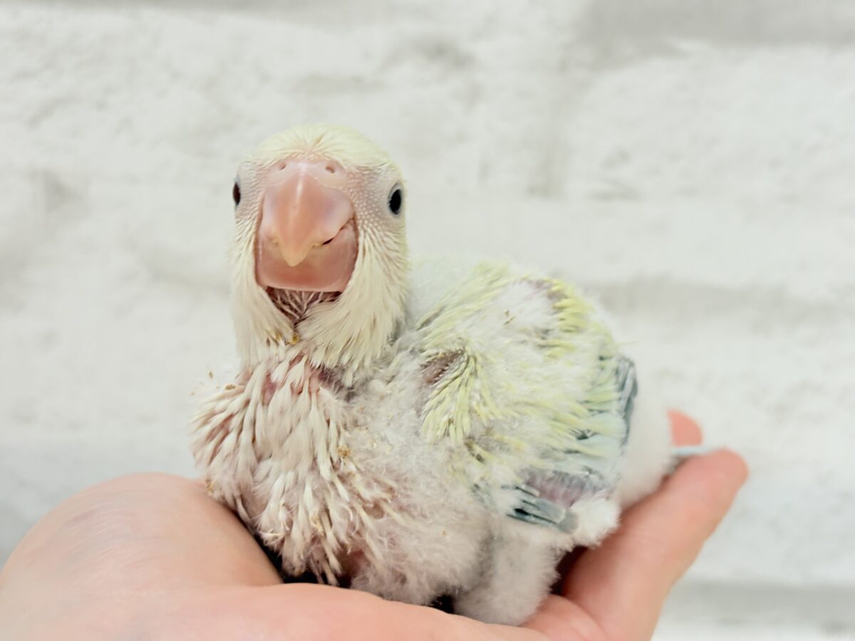 オキナインコ