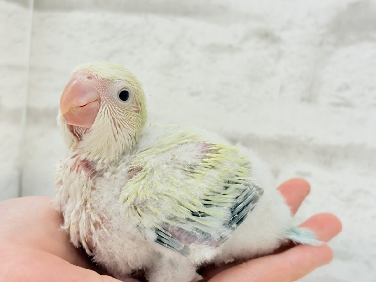 【最新画像更新🪄】甘々コットンキャンディー🐥🍬🫧オキナインコ(アクアブルーパリドオパーリン) ヒナ オキナインコ
