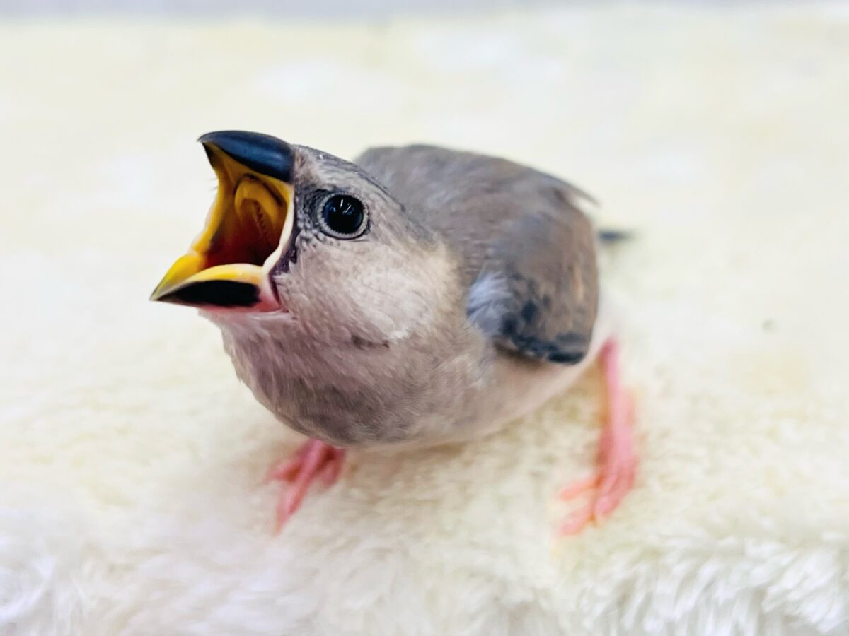 桜文鳥