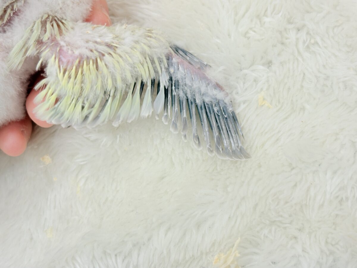 【最新画像更新🪄】甘々コットンキャンディー🐥🍬🫧オキナインコ(アクアブルーパリドオパーリン) ヒナ オキナインコ