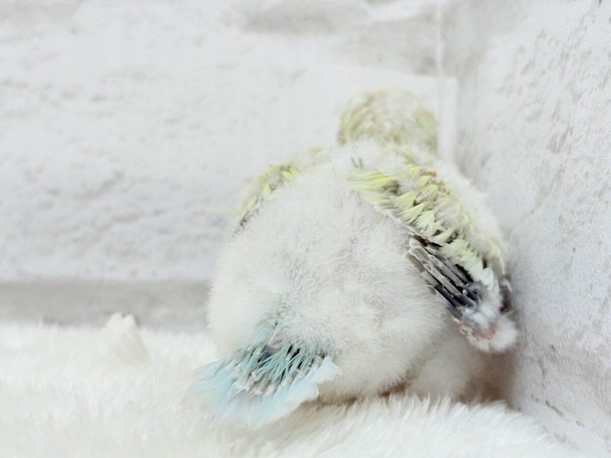 【最新画像更新🪄】甘々コットンキャンディー🐥🍬🫧オキナインコ(アクアブルーパリドオパーリン) ヒナ オキナインコ