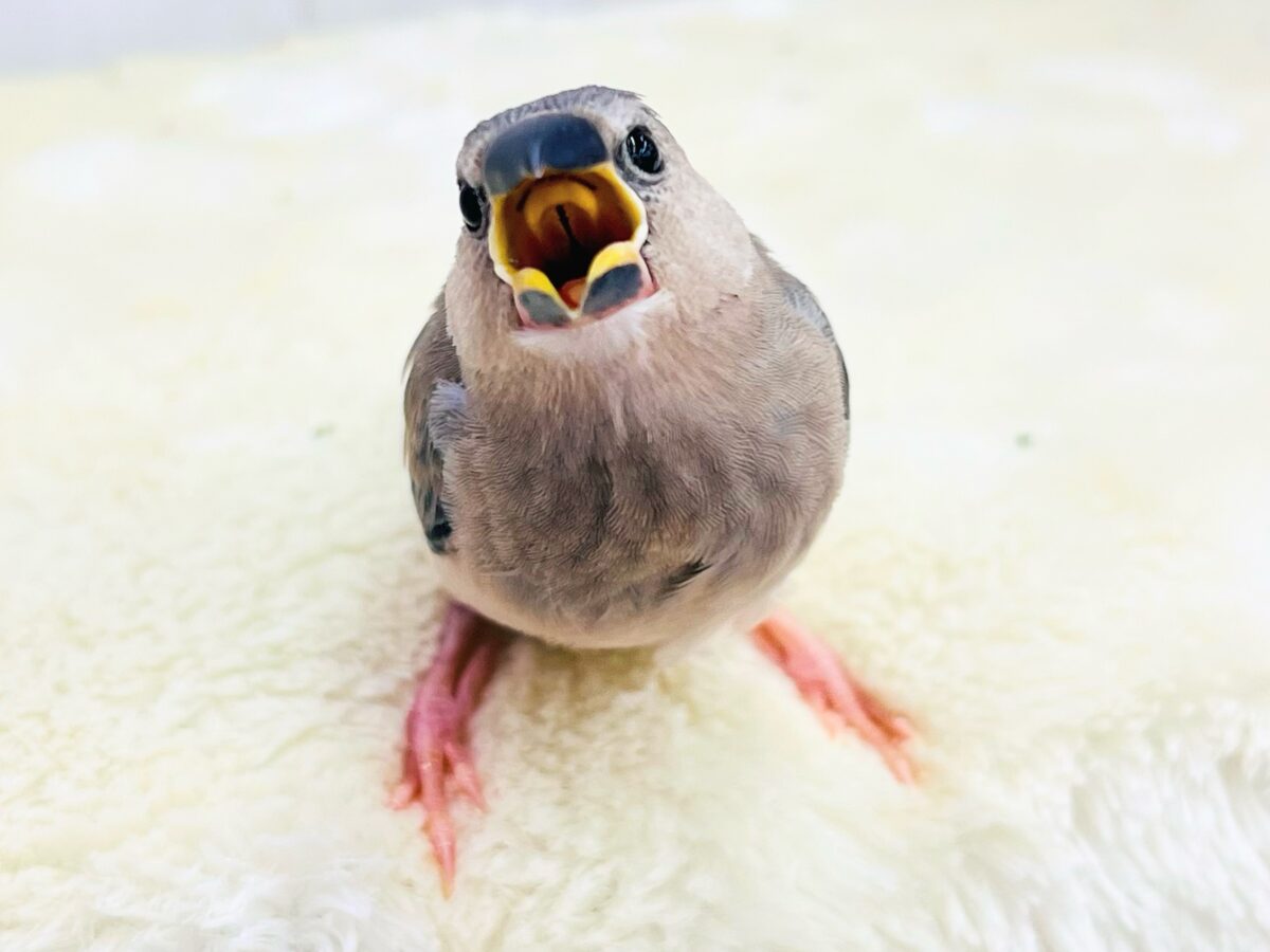 桜文鳥