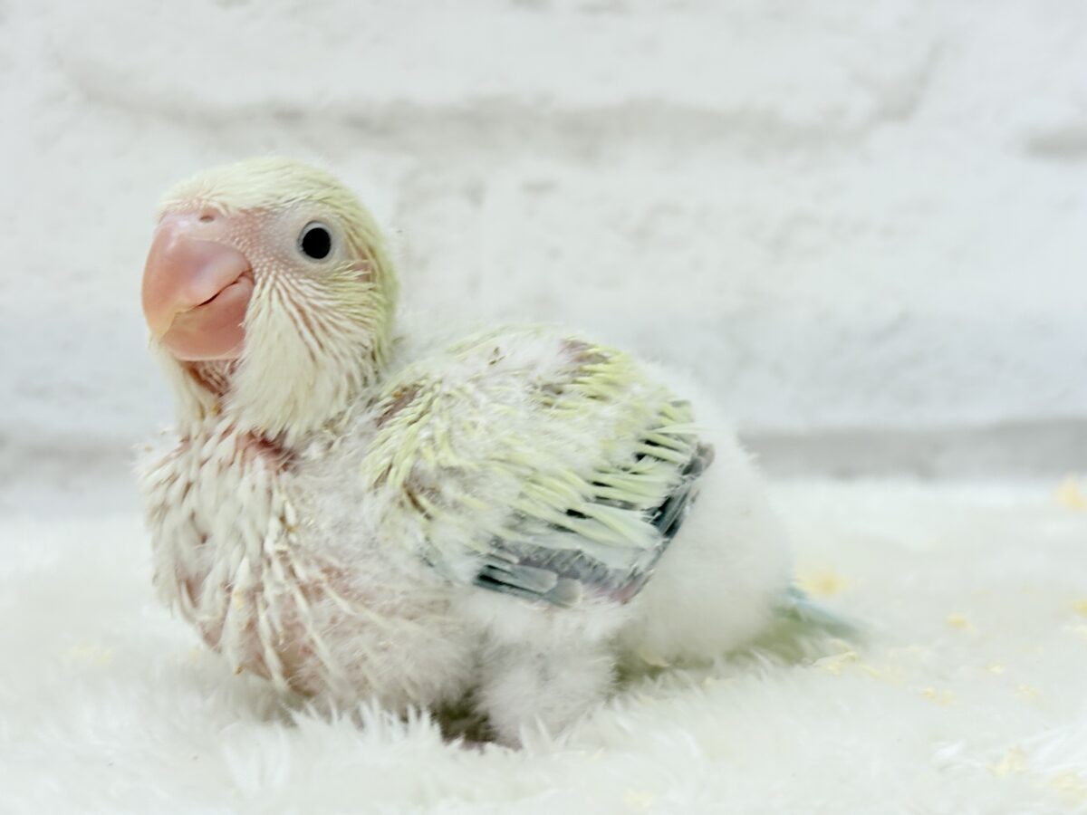 オキナインコ