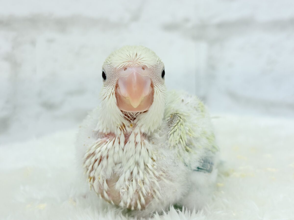 【最新画像更新🪄】甘々コットンキャンディー🐥🍬🫧オキナインコ(アクアブルーパリドオパーリン) ヒナ オキナインコ