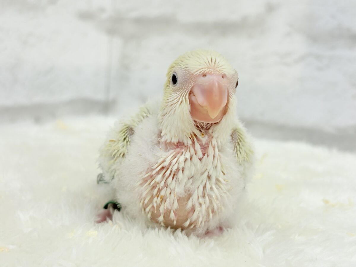 オキナインコ