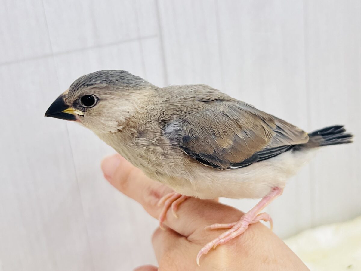 桜文鳥