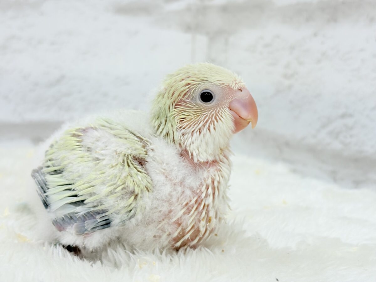 【最新画像更新🪄】甘々コットンキャンディー🐥🍬🫧オキナインコ(アクアブルーパリドオパーリン) ヒナ オキナインコ