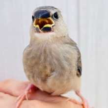 イケメン〜✨❓キリッとお顔の桜文鳥🌸