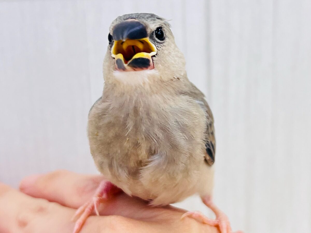 イケメン〜✨❓キリッとお顔の桜文鳥🌸