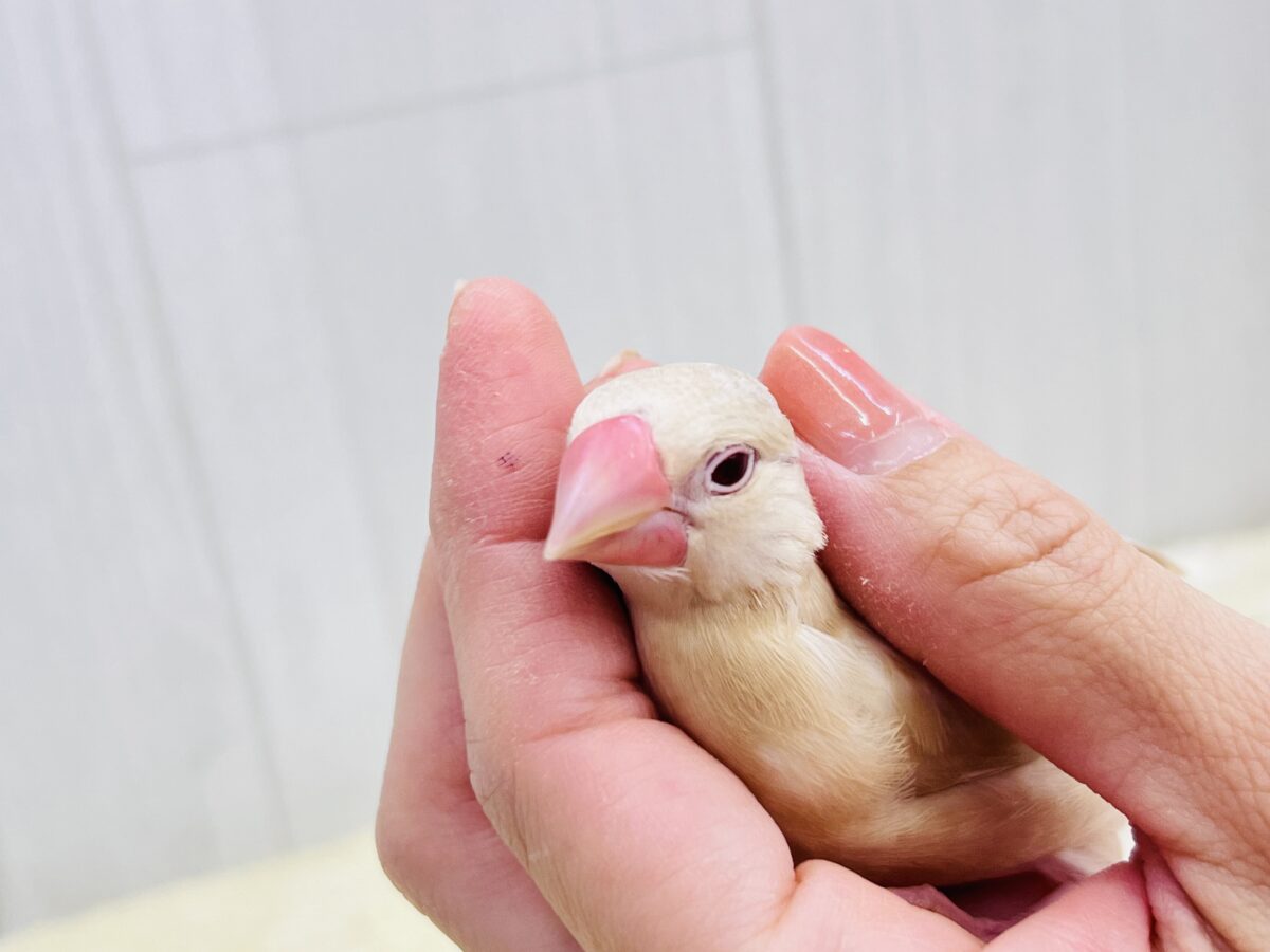 シナモン文鳥