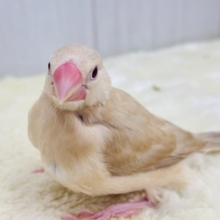 ①画像更新☆ぽよよん洋梨スタイル🍐シナモン文鳥だよ🧡
