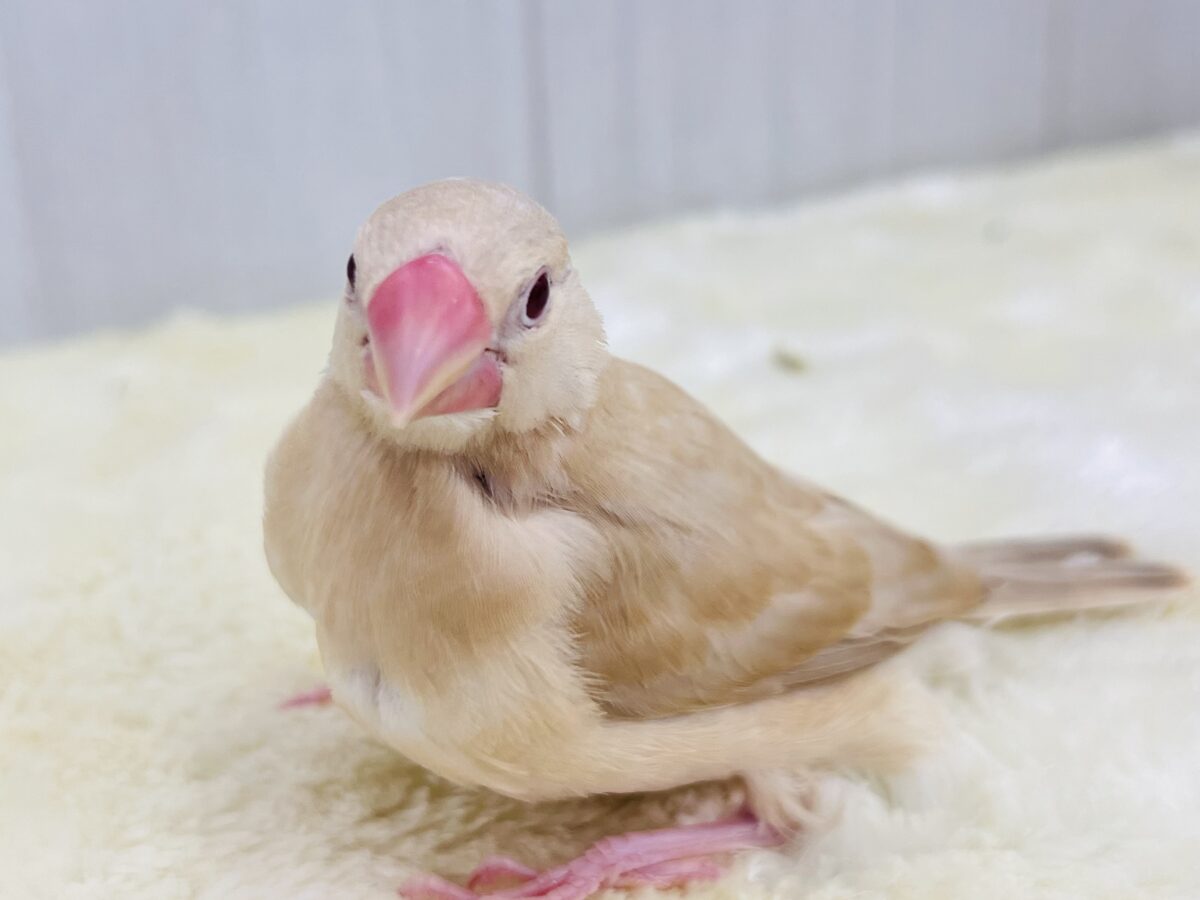 ①画像更新☆ぽよよん洋梨スタイル🍐シナモン文鳥だよ🧡