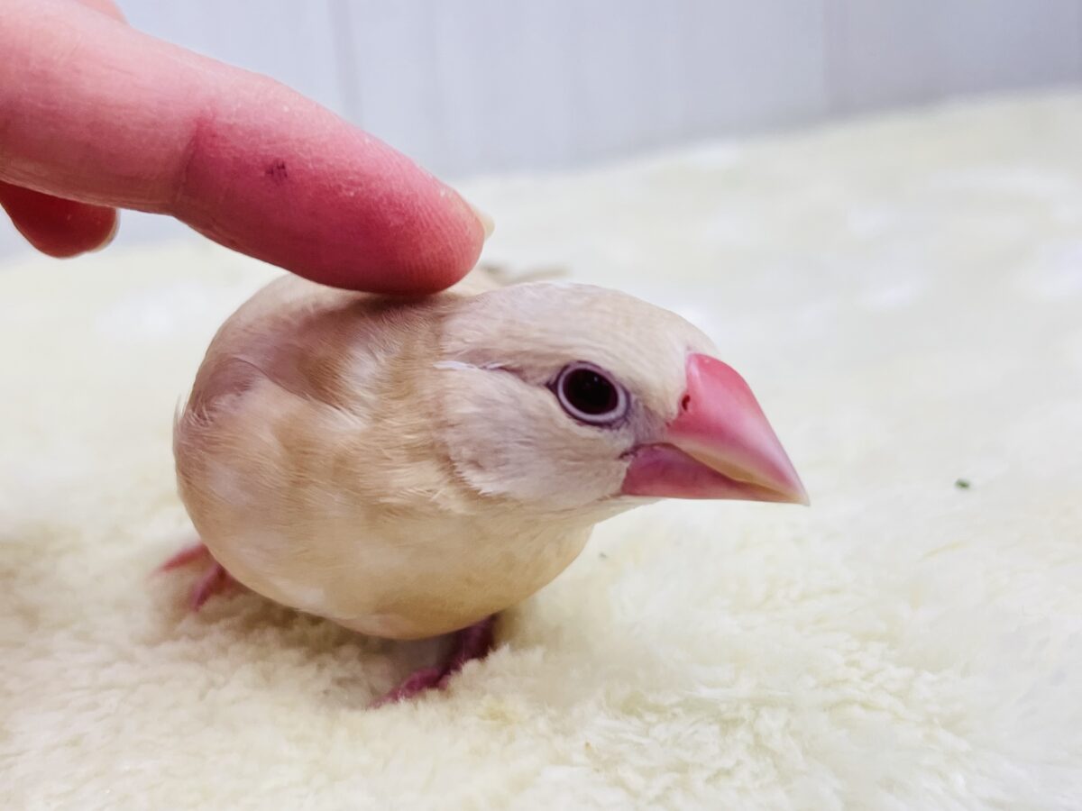 シナモン文鳥