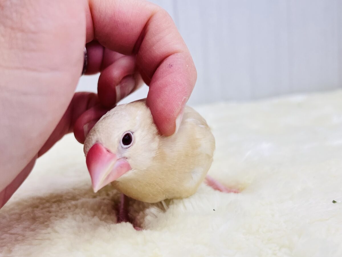 シナモン文鳥