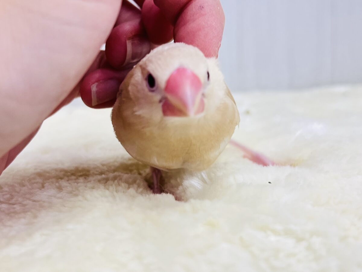 ①画像更新☆ぽよよん洋梨スタイル🍐シナモン文鳥だよ🧡 シナモン文鳥