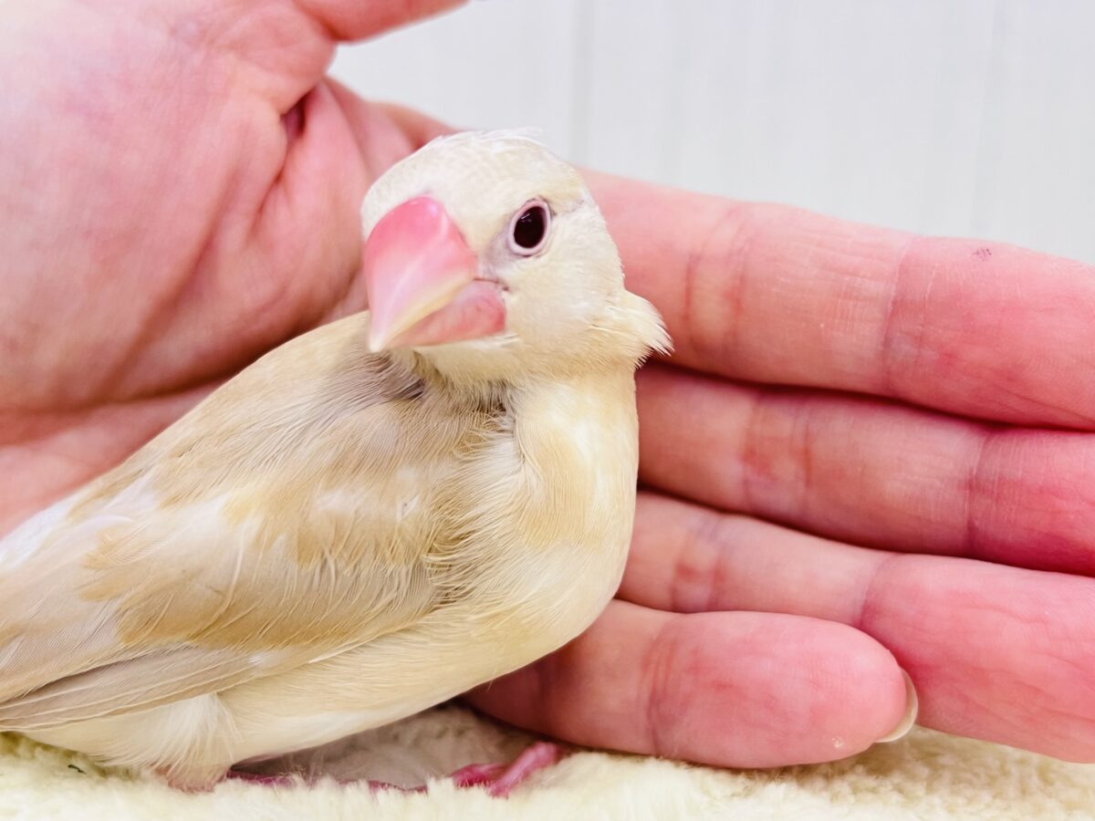 シナモン文鳥